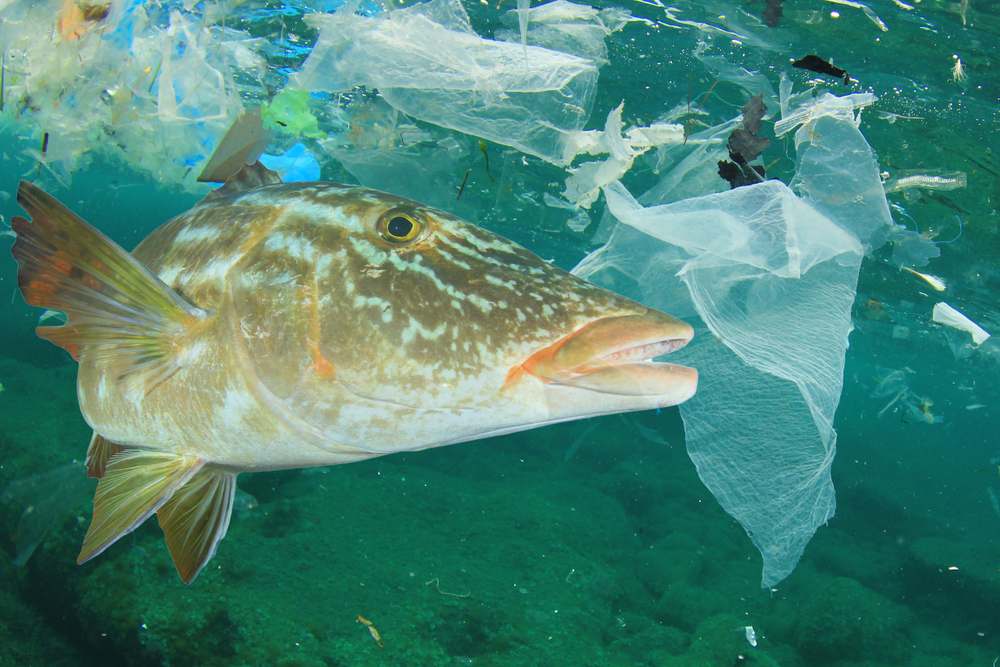 プラスチック汚染は、海洋生物、特に魚介類に蓄積される