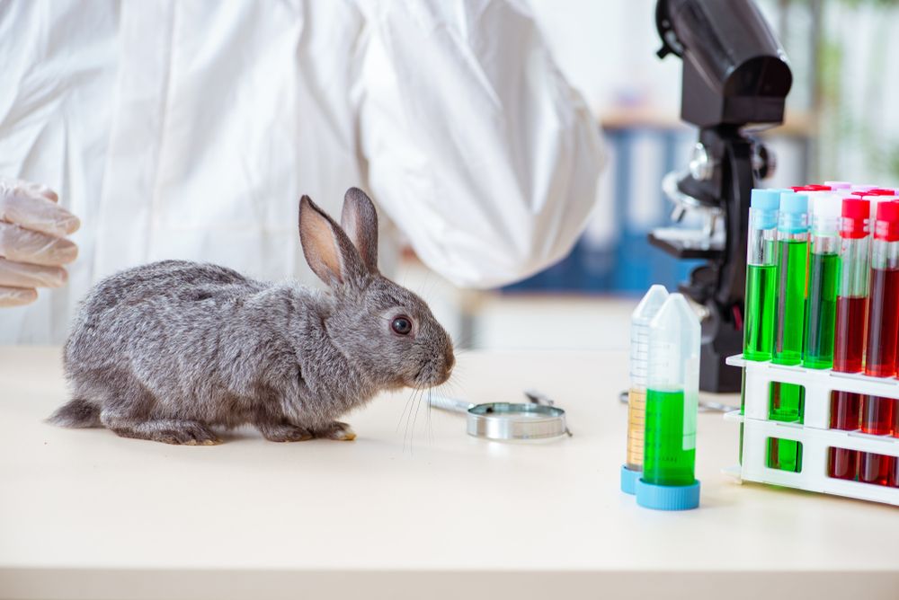 食品や化粧品の動物実験のウサギ