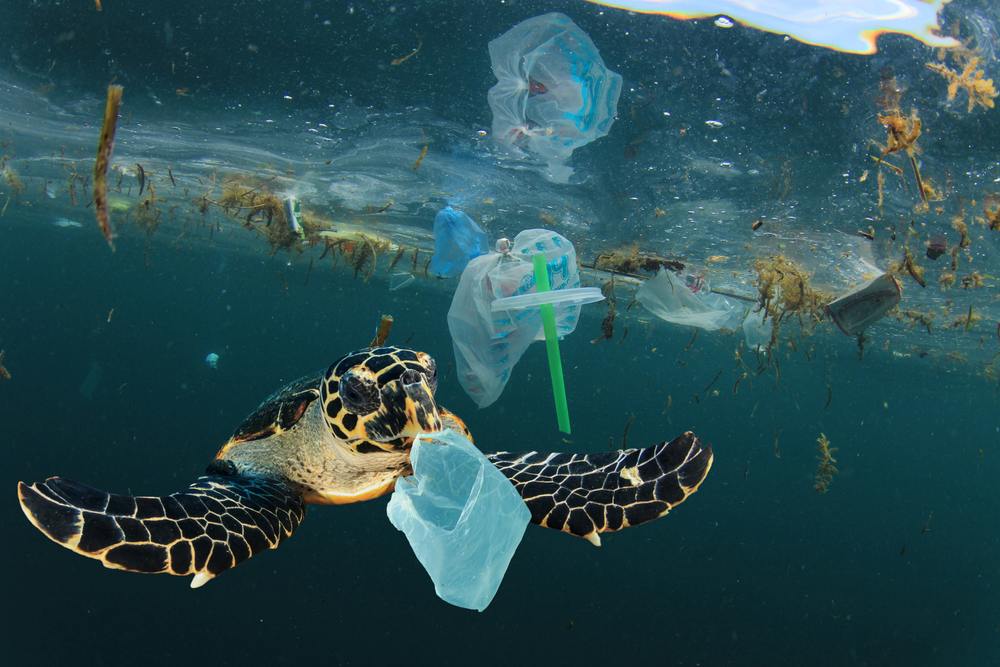 プラスチックごみと海ガメ