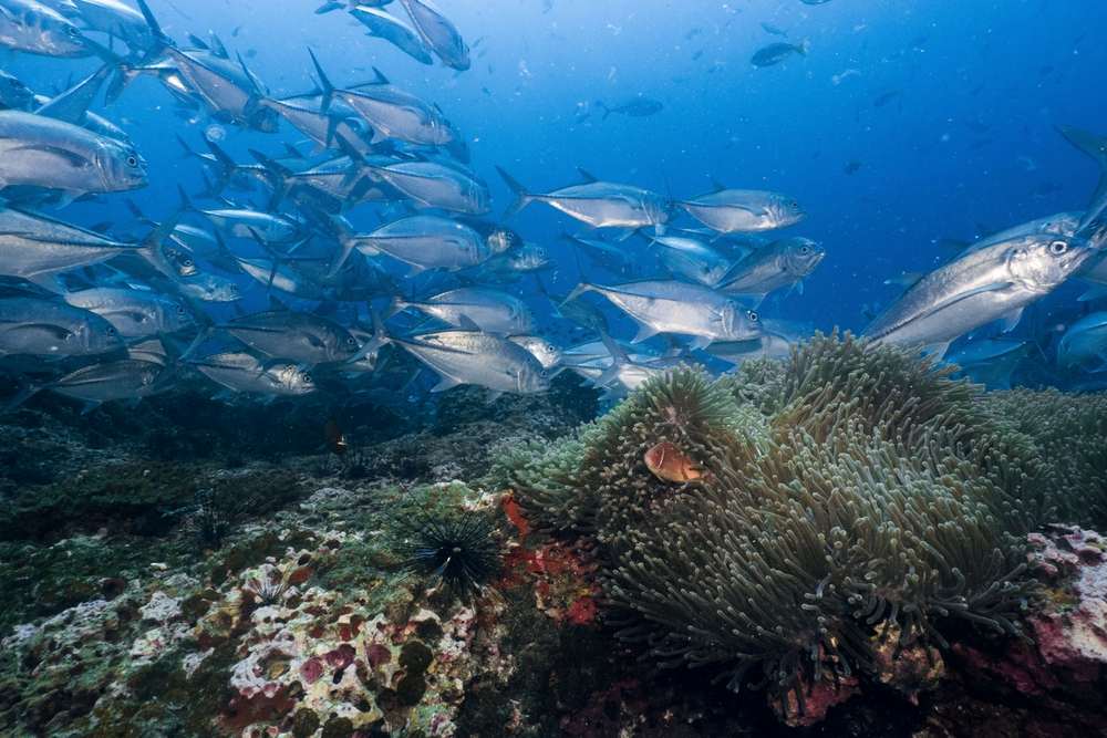 ヴィーガンと魚介類の関係