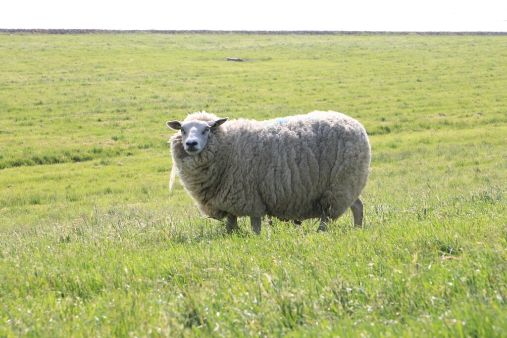 メリノ羊