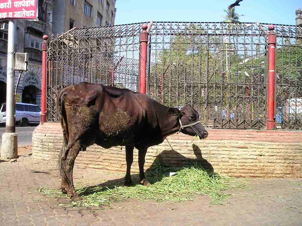 インドの賢い牛たち
