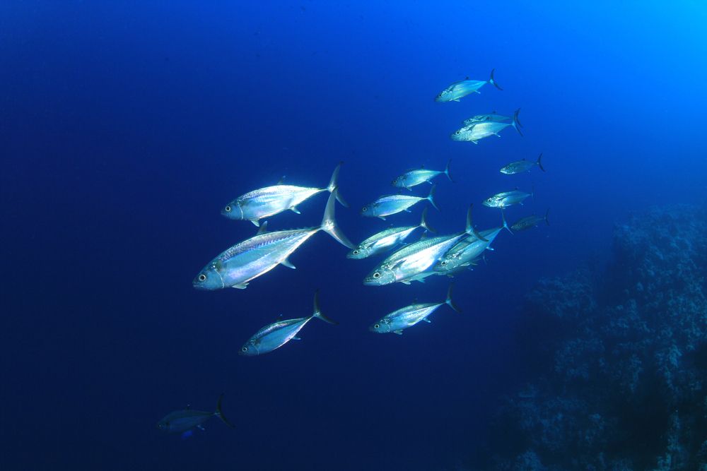 魚も家畜と同様に福祉の対象とすべき