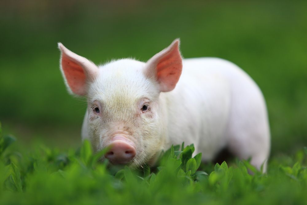 ヴィーガンは動物を搾取しない生き方