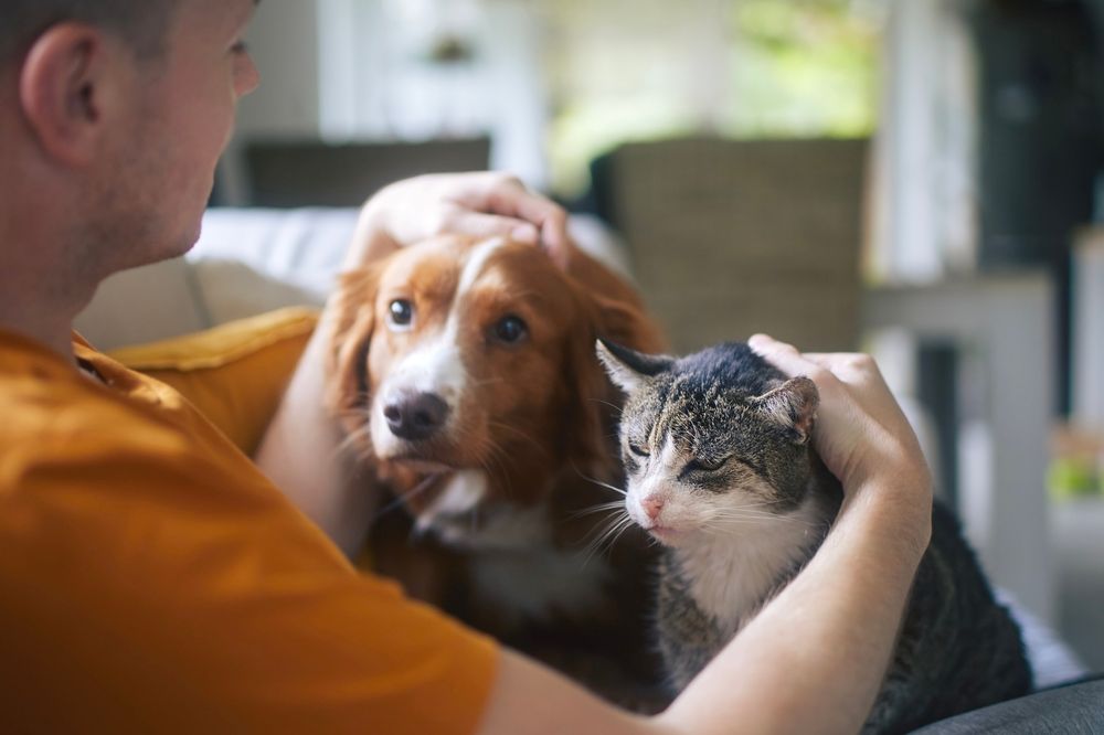 動物が好きと言いながら、犬と猫は可愛がり、ヴィーガンのように全ての動物をかわいがることは無く、牛豚鶏を食べる人の写真